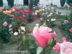 Imrankhan439 Flowers3